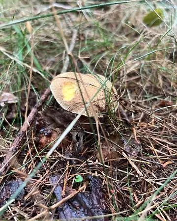 V Brdech S Bazénem, Infra Saunou A Vybavením * Mala Viska