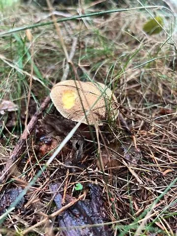 V Brdech S Bazenem, Infra Saunou A Vybavenim * Mala Viska